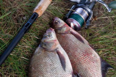 İyi yakaladın. Yeni su büyük tatlı su ortak çipura bronz çipura veya sazan balığı (Abramis brama) ve olta ile doğal zemin üzerine reel olarak bilinen çekilen kadar görünümü kapatın