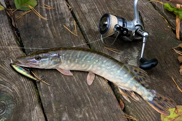 Štika Sladkovodní Ryby Znají Jako Esox Lucius Rybářský Prut Navijákem — Stock fotografie