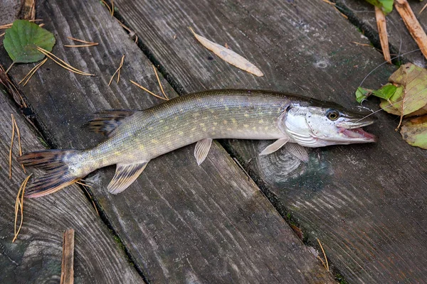 Freshwater Northern Pike Fish Know Esox Lucius Lying Vintage Wooden — Stock Photo, Image
