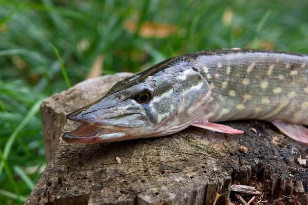 파이크 물고기 Esox 거짓말로 파이크 물에서 물고기 — 스톡 사진