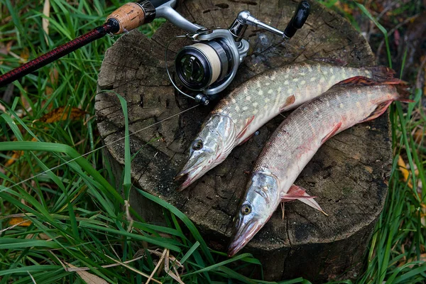 Freshwater Northern pike fish know as Esox Lucius lying on a wooden hemp and fishing equipment. Fishing concept, good catch - big freshwater pike fish just taken from the water on old wooden hemp and fishing rod with reel