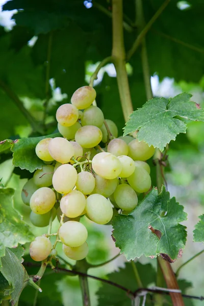 Bagas Verdes Amarelas Uvas Ramo Com Folhas Vinha Outono Uvas — Fotografia de Stock