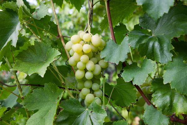 Zielone Żółte Owoce Winogron Oddział Liści Winnicy Jesieni Świeże Dojrzałe — Zdjęcie stockowe