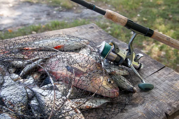 Good catch. Just taken from the water big freshwater common bream known as bronze bream or carp bream (Abramis brama) and white bream or silver bream in landing net with fishery catch in it and fishing rod with reel  on vintage wooden background