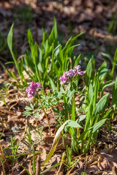 Zblízka Pohled Fialové Divokých Květů Sasanek Lese Jaře Přírodní Pramen — Stock fotografie