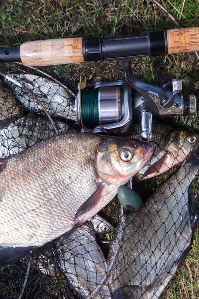 Good catch. Close up view of just taken from the water big freshwater common bream known as bronze bream or carp bream (Abramis brama) and fishing rod with reel on landing net with fishery catch in it