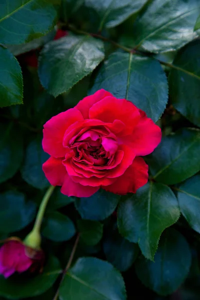 明るい赤の花は庭で上がった美しい赤いバラ花壇の日当たりの良い夏の日に成長 — ストック写真