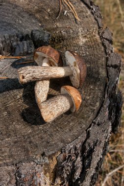 Birkaç yenilebilir mantar kahverengi kap çörek çörek badius bilinen şaşırtıcı sonbahar hasat. Ahşap sonbahar güneşli kahverengi kap çörek doğal ahşap zemin üzerinde kompozisyon grup yenilebilir mantar.