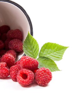 Beyaz fincan taze ahududu meyve ile görünümünü ve büyük yeşil yaprak ahududu Bush üzerinde beyaz adam izole kapatmak