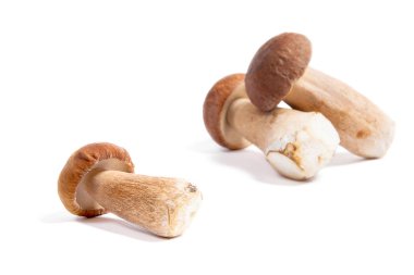Şaşırtıcı yenilebilir mantar boletus mantarı sonbahar hasat (Kral bolete) porcini mantar bilinir. Tek porcini mantar ön ve arka arka plan beyaz arka plan üzerinde izole çeşitli