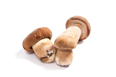 Şaşırtıcı yenilebilir mantar boletus mantarı sonbahar hasat (Kral bolete) izole üzerinde beyaz arka plan porcini mantar olarak bilinen