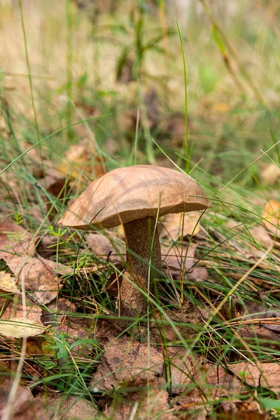 Skog Svamp Brun Överdel Boletus Växer Skogen Höst Bland Nedfallna — Stockfoto