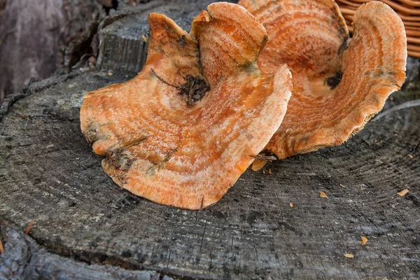 Ősz Csodálatos Ehető Gomba Sáfrány Tej Cap Néven Narancs Tej — Stock Fotó