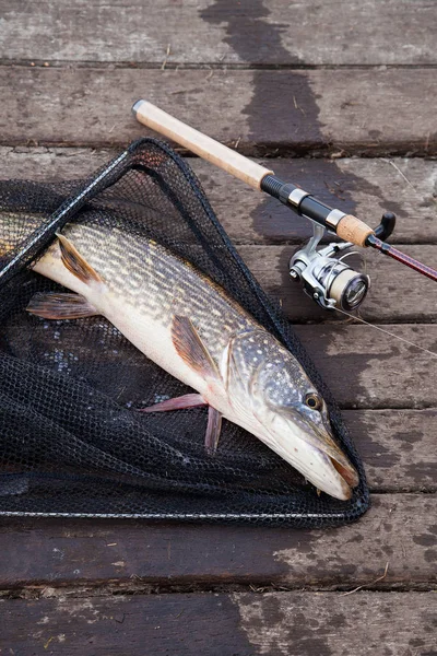 Freshwater Northern Pike Fish Know Esox Lucius Fishing Rod Carretel — Fotografia de Stock