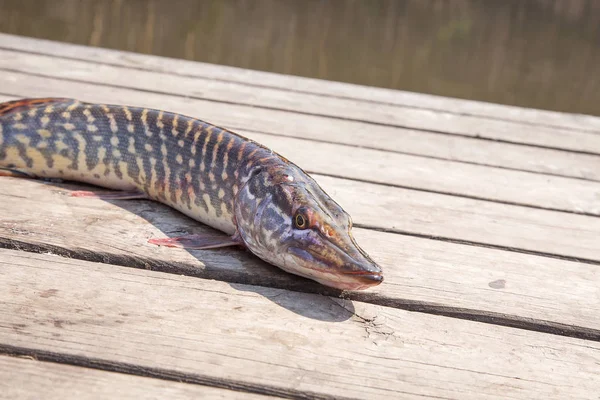 Acqua Dolce Pesce Luccio Del Nord Conosciuto Come Esox Lucius — Foto Stock