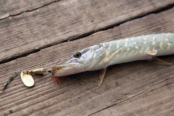 Пресноводная Северная Щука Известна Esox Lucius Приманкой Рту Лежащей Винтажном — стоковое фото