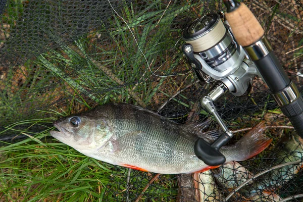 Freshwater perch and fishing rod with reel lying on landing net. Fishing concept, trophy catch - big freshwater perch fish just taken from the water on landing net with fishery catch in it and fishing rod with reel