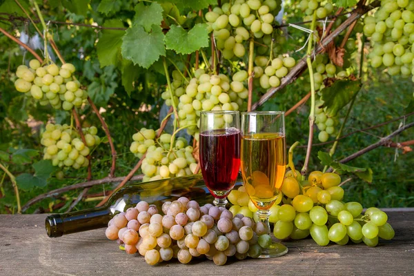 两杯白葡萄酒与葡萄串 空瓶躺在老式的木质背景上的葡萄园背景 以葡萄园为背景的树枝上的绿色和黄色浆果束 — 图库照片