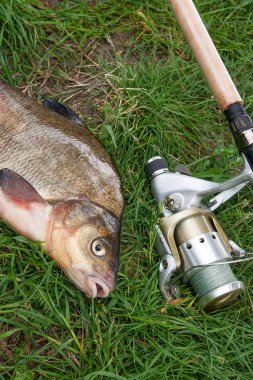 Görünümü kadar sadece su büyük tatlı su ortak çipura bronz çipura veya sazan balığı (Abramis brama) ve olta ile doğal zemin üzerine reel olarak bilinen alınan kapatın. Balık ve olta ile reel yeşil çimenlerin üzerinde doğal bileşimi