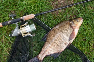 Yeni su temiz su ortak çipura bronz çipura veya sazan balığı (Abramis brama) ve olta ile doğal zemin üzerine reel olarak bilinen çekilen. Net ve olta ile yeşil çimenlerin üzerinde reel Balıkçılık Balık, doğal bileşimi