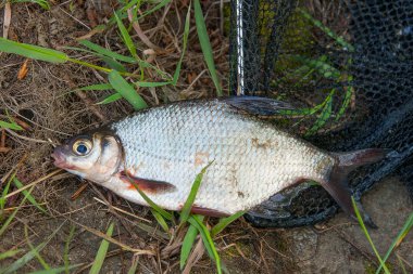 Sadece su temiz su beyaz çipura veya gümüş balık yeşil çimenlerin üzerinde blicca bjoerkna olarak bilinen alınan görünümünü kapat