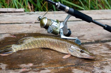 Tatlı su Kuzey pike balık vintage ahşap arka plan üzerinde yalan makara ile Esox Lucius ve olta biliyor. Balık tutma kavramı, iyi yakalamak - balık büyük tatlı su pike sadece alınan su ve balık tutmak için ekipmanlar