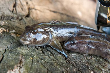 Tatlı su bullhead balık veya yuvarlak kaya balığı Neogobius melanostomus ve yeni denizden çekilen Neogobius fluviatilis pallasi olarak bilinen balık. İki ham bullhead balık kaya balığı balık ve olta ile reel olarak adlandırılan doğal vintage ahşap adam
