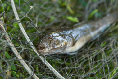 Tatlı su bullhead balık veya yuvarlak kaya balığı Neogobius melanostomus ve yeni denizden çekilen Neogobius fluviatilis pallasi olarak bilinen balık. Ham bullhead balık kaya balığı balık çağırdı siyah Balık tutma ve yeşil çim adam gibi