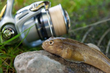 Tatlı su bullhead balık veya yuvarlak kaya balığı Neogobius melanostomus ve yeni denizden çekilen Neogobius fluviatilis pallasi olarak bilinen balık. Kaya balığı balık gri taş arka plan ve olta ile reel Doğal Tarih adlı ham bullhead balık görünümünü kapat