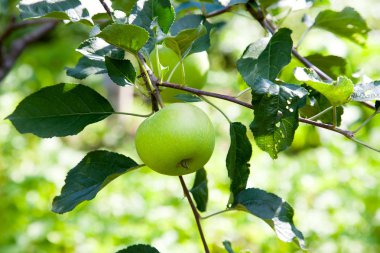 Organik elma dalı, orchard çekilmeye hazır meyve ile ağaç dalı görünümünü kapat