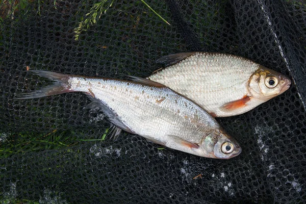 Solo Tomado Del Agua Agua Dulce Pescado Blanco Besugo Peces — Foto de Stock