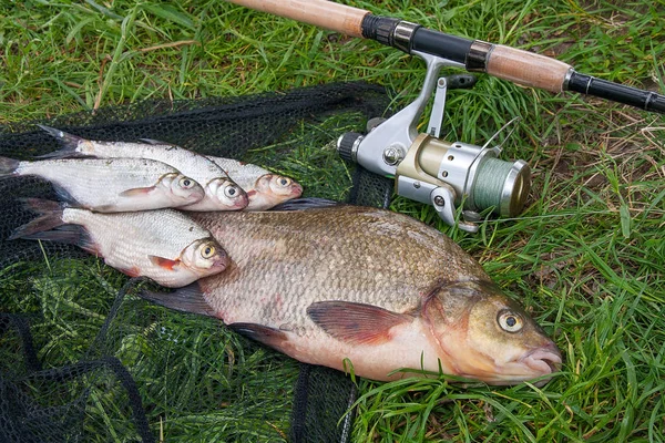 Haufen Aus Dem Wasser Großer Süßwasserbrassen Die Als Brassen Oder — Stockfoto