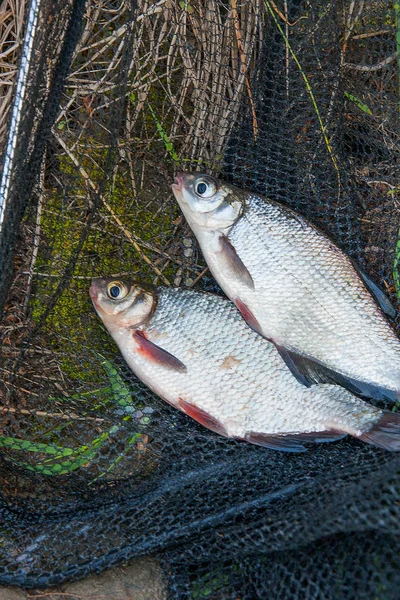 Acaba Tomar Del Agua Dorada Blanca Agua Dulce Peces Plata —  Fotos de Stock