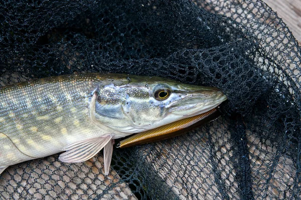 Acqua Dolce Pesce Luccio Settentrionale Conosciuto Come Esox Lucius Canna — Foto Stock