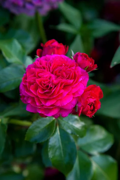 Klarröd Blommande Rosor Trädgården Vackra Röda Rosenbuske Växer Blomma Säng — Stockfoto