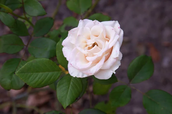 Bianco Brillante Fioritura Rose Giardino Bellissimo Cespuglio Rose Bianche Che — Foto Stock