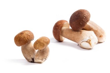 Şaşırtıcı yenilebilir mantar boletus mantarı sonbahar hasat (Kral bolete) porcini mantar bilinir. Porcini mantar ön ve arka arka plan beyaz arka plan üzerinde izole çeşitli
