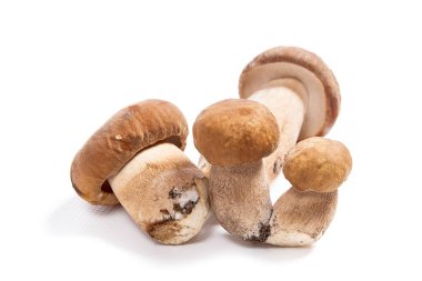 Şaşırtıcı yenilebilir mantar boletus mantarı sonbahar hasat (Kral bolete) izole üzerinde beyaz arka plan porcini mantar olarak bilinen