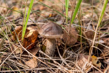 Sonbahar ormana düşen yapraklar, yosun ve otların arasında büyüyen orman mantar kahverengi kap çörek. Yenilebilir mantar defne bolete (Boletus badius) ahşap sonbahar güneşli