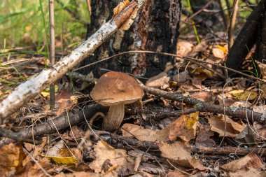 Sonbahar ormana düşen yapraklar ve otların arasında büyüyen yenilebilir orman mantar kahverengi kap çörek görünümünü kapat