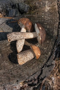 Birkaç yenilebilir mantar kahverengi kap çörek çörek badius bilinen şaşırtıcı sonbahar hasat. Ahşap sonbahar güneşli kahverengi kap çörek doğal ahşap zemin üzerinde kompozisyon grup yenilebilir mantar.