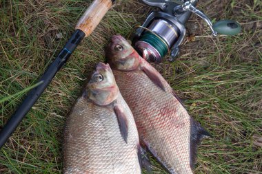 İyi yakaladın. Yeni su büyük tatlı su ortak çipura bronz çipura veya sazan balığı (Abramis brama) ve olta ile doğal zemin üzerine reel olarak bilinen çekilen. Balık ve olta ile reel yeşil çimenlerin üzerinde doğal bileşimi