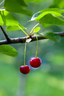 Kırmızı Kiraz yaz zaman bahçesinde hasat önce dalı. Ağaç dalı karşı arka planda gür yapraklar üzerinde kırmızı olgun kiraz.