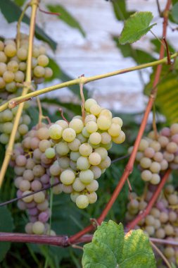 Pembe çilek üzüm sonbahar yaprakları ile grup dalları üzerinde üzüm. Taze olgun sulu pembe Muscat üzüm RIPing bağ dallarında üzerinde