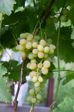 Yeşil ve sarı çilek üzüm bağ sonbahar yaprakları ile dalı. Taze olgun sulu üzüm RIPing bağ dallarında üzerinde
