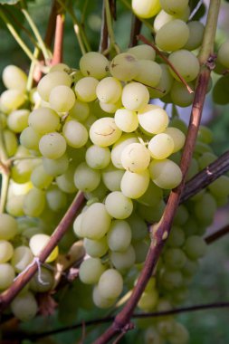Dalı ile bağ yapraklarda yeşil ve sarı çilek üzüm görünümü kadar sonbahar kapatın. Taze olgun sulu üzüm RIPing bağ dallarında üzerinde