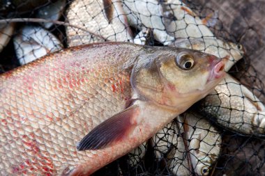 İyi yakaladın. Sadece bronz çipura veya sazan balığı (Abramis brama) açılış net balıkçılık ile içinde vintage ahşap arka plan üzerinde yakalamak olarak bilinen su büyük tatlı su ortak çipura alınan kadar görünümü kapatın