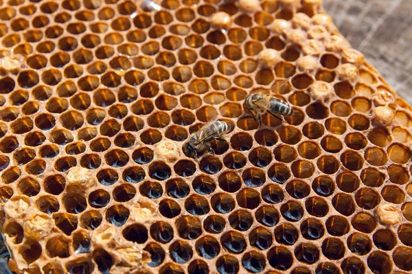 Zblízka Pohled Pracovní Bee Honeycomb Sladkým Medem Kus Žluté Voštinový — Stock fotografie