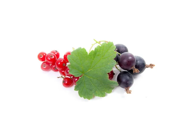 Close View Black Red Currant Berry Isolated White Background Bunch — Stock Photo, Image