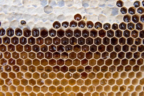 关闭了甜甜的蜂蜜黄蜂窝视图 与甜甜的蜂蜜为背景的黄色蜂窝 Piece — 图库照片